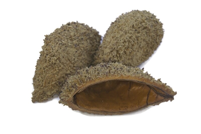 Hedgehog skinny shell (set of 3 assorted sizes) 