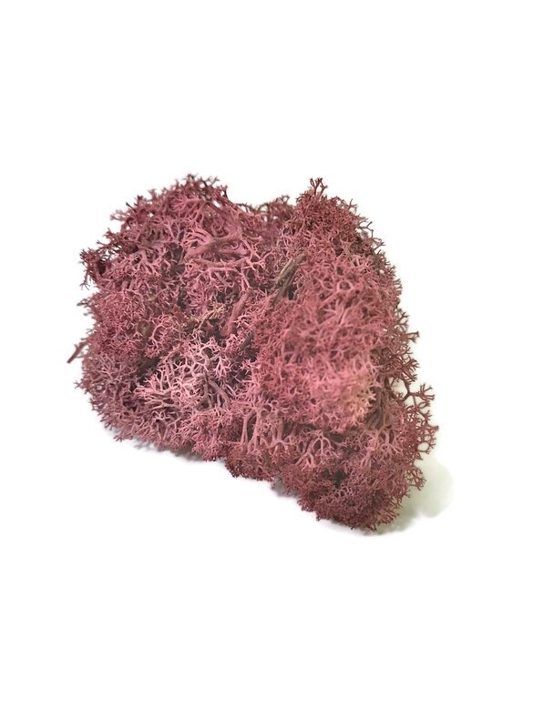 Reindeer moss -  Assorted colours. (15G)