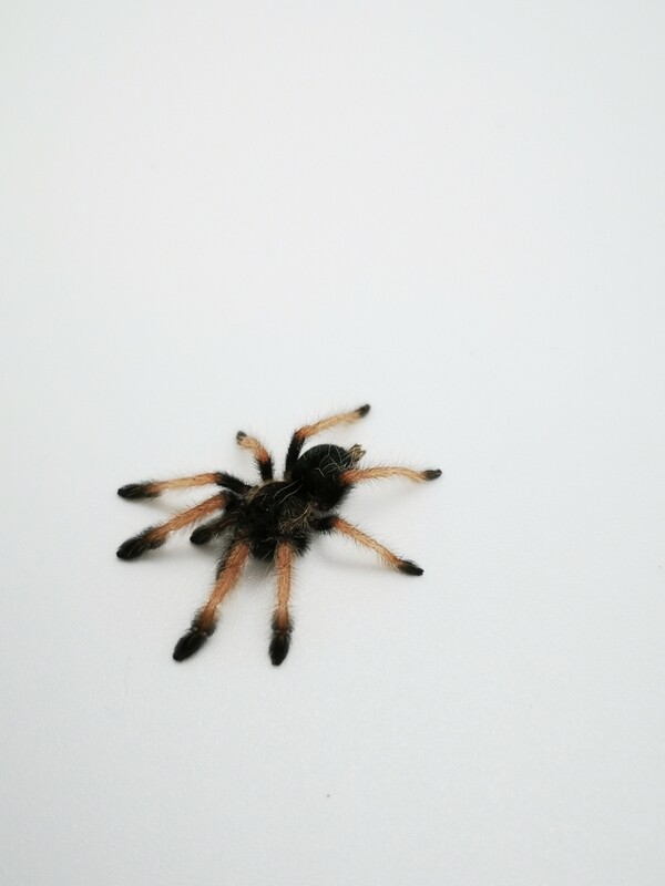 Psalmopoeus pulcher - Panama Blonde (3-4cm)