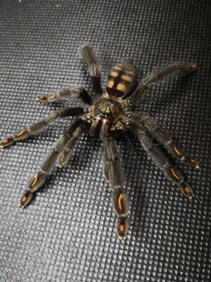 Psalmopoeus irminia - Suntiger tarantula (5-6cm)