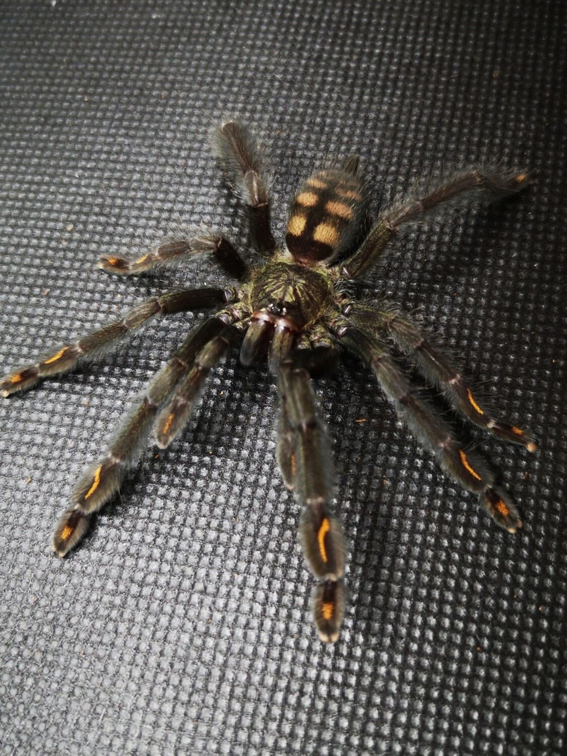 Psalmopoeus irminia - Suntiger tarantula (4-5cm)
