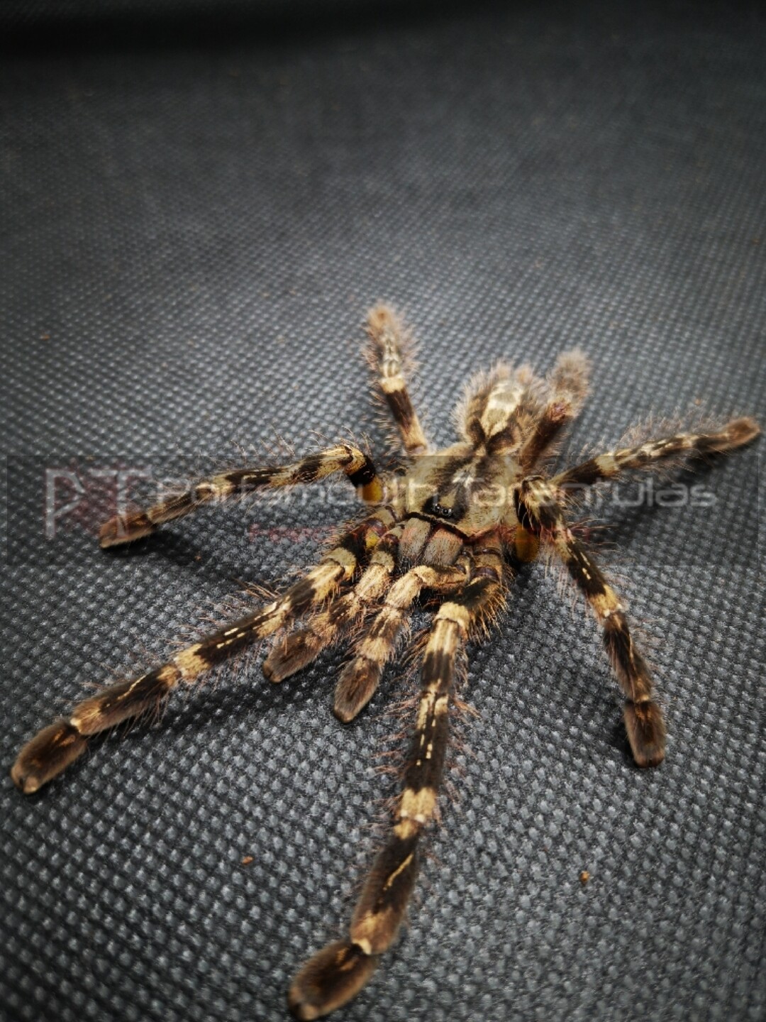 Poecilotheria striata - Mysore Orange Legged Ornamental (6-7cm) 