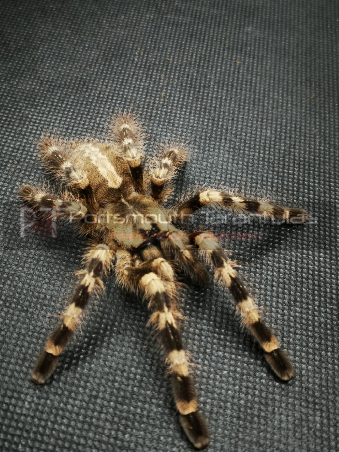 Poecilotheria ornata - Fringed Ornamental (2-3cm)