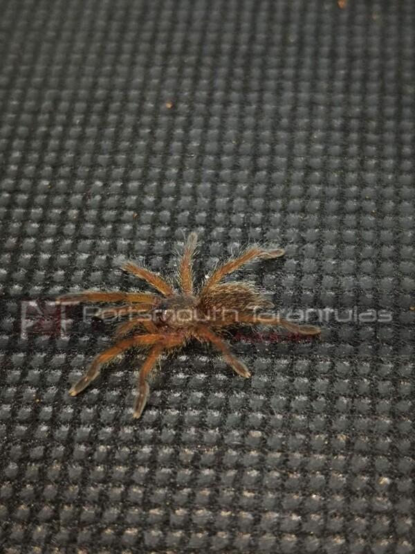 Harpactira pulchripes - Golden Blue Leg Baboon (3-4cm)