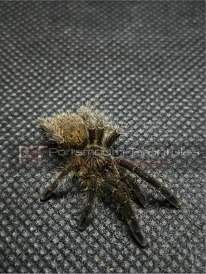 Pterinochilus murinus &#39;Tete&#39; (6-7cm)