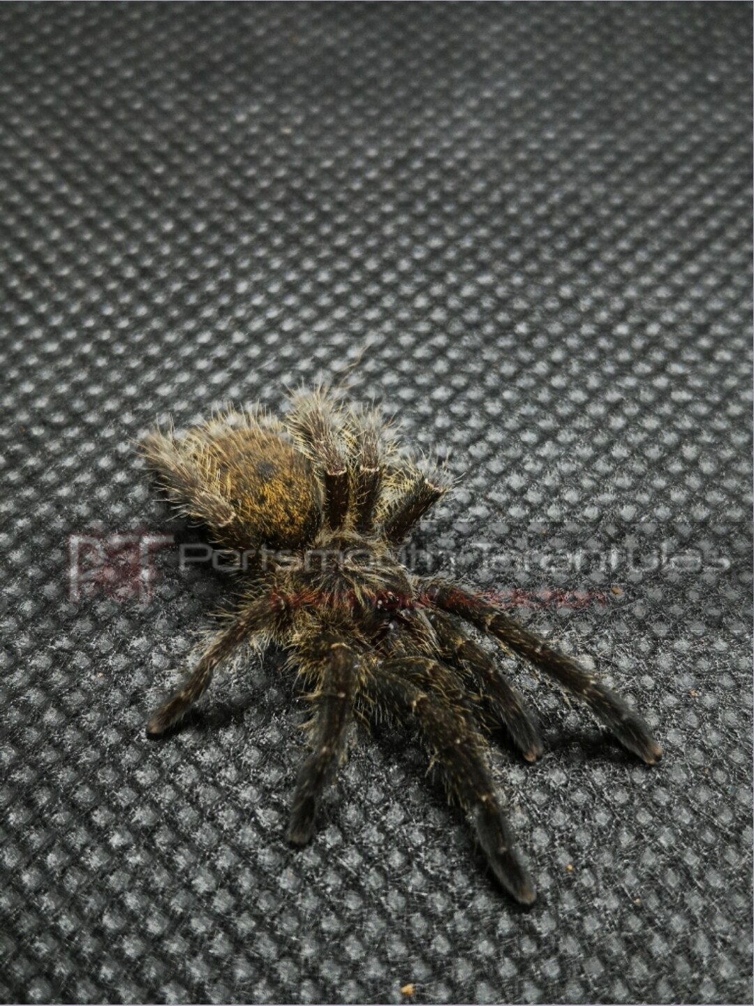 Pterinochilus murinus &#39;Tete&#39; (6-7cm)
