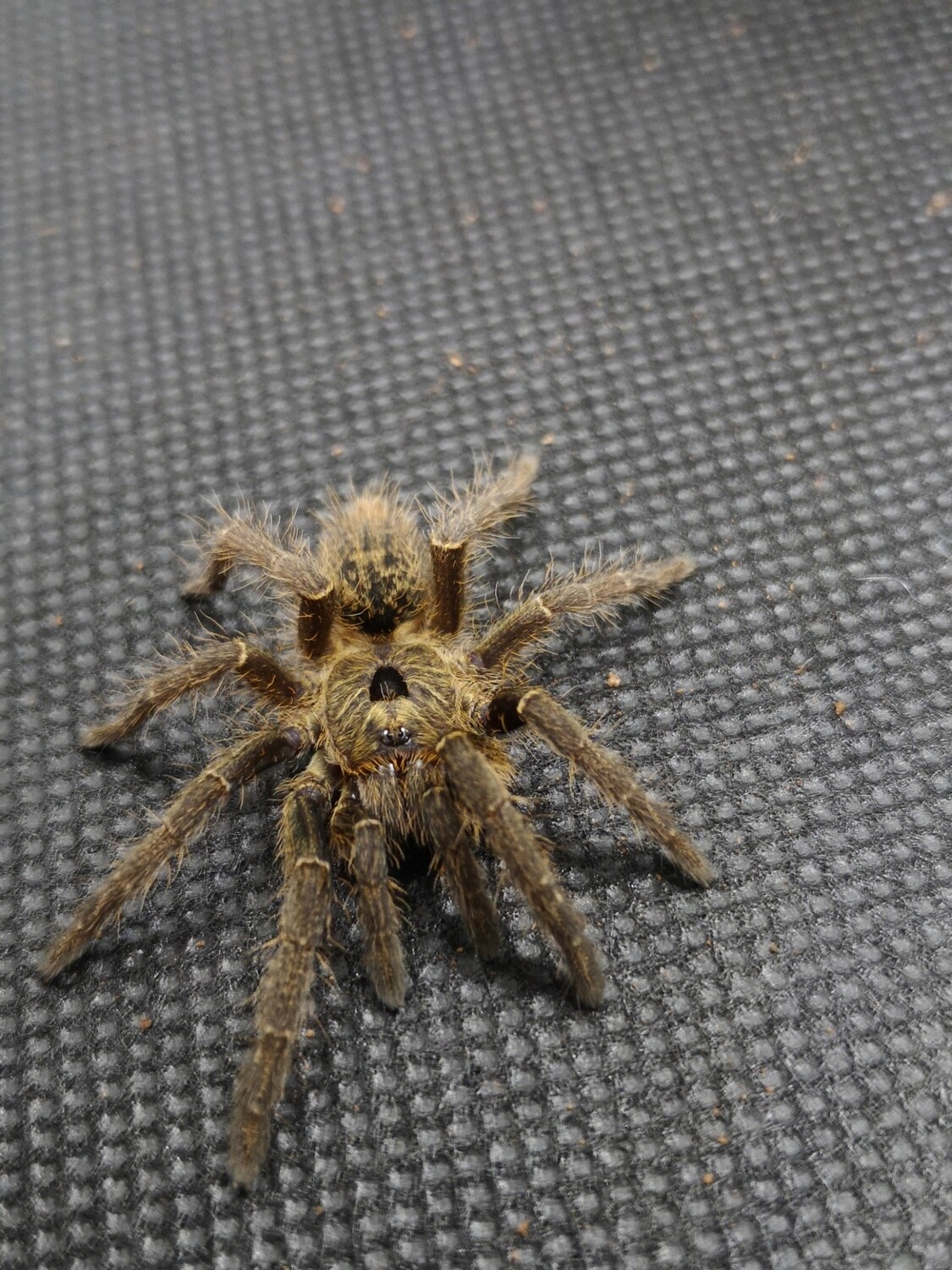 Ceratogyrus sanderi Namibia horned baboon (7-8cm)