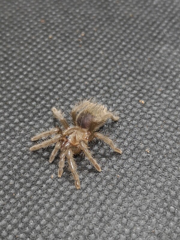 Tliltocatl albopilosum - Curly Hair Hobby form (5-6cm)