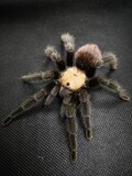 Brachypelma albiceps Mexican Golden Redrump (7-8cm)