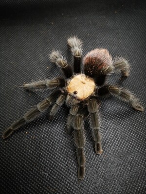 Brachypelma albiceps - Golden Redrump (8-9cm)