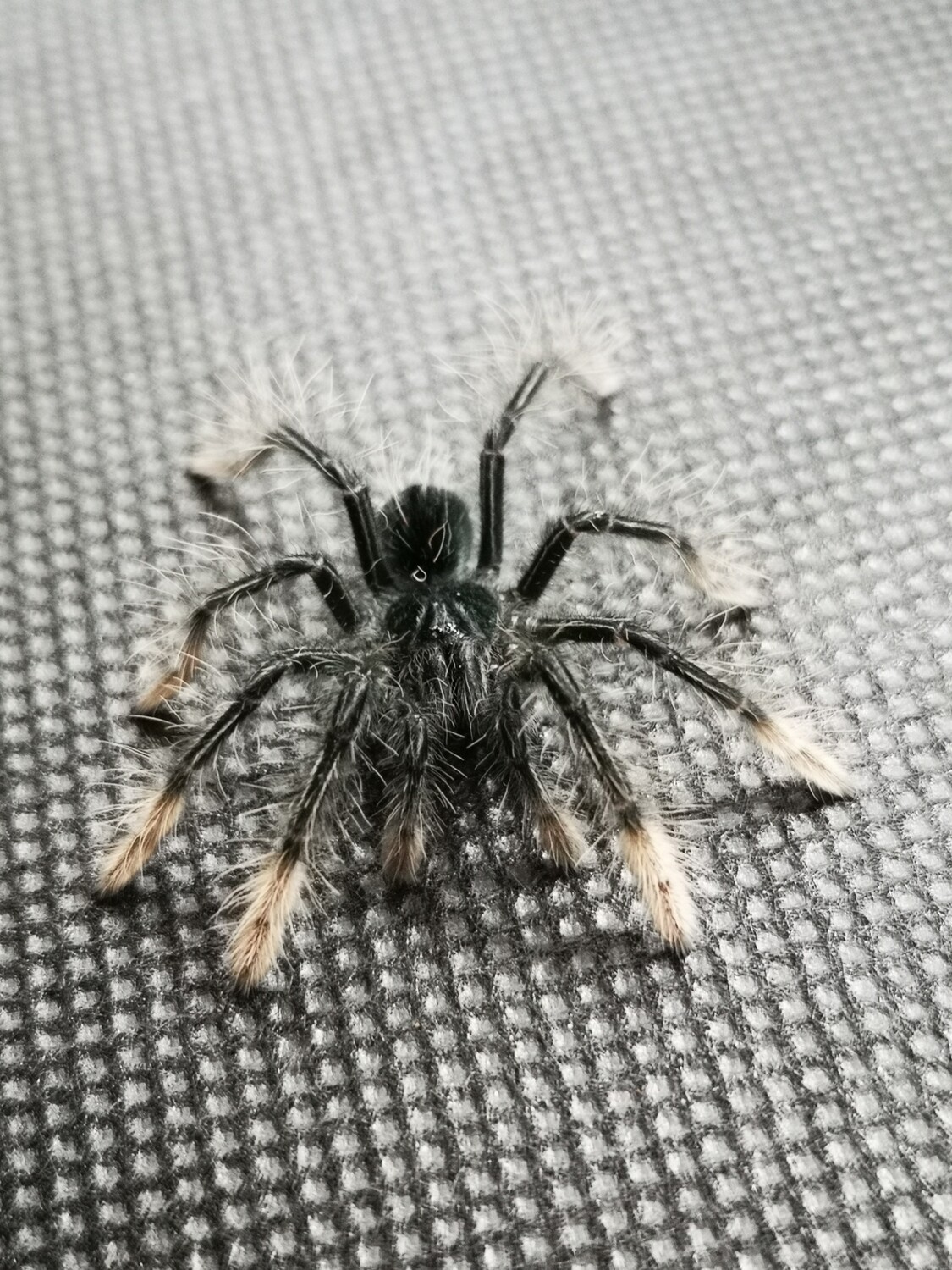 Theraphosa apophysis - Pink foot goliath (8-9cm)