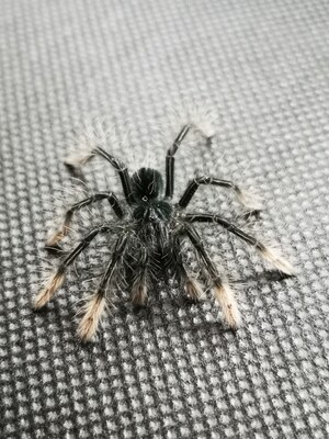 Theraphosa apophysis - Pink foot goliath (8-9cm)