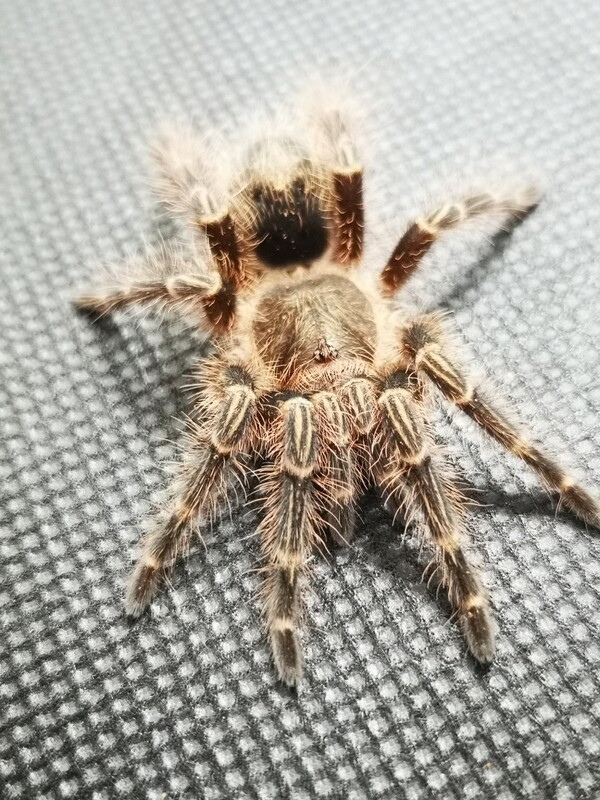 Grammostola pulchripes - Chaco Golden Knee (5-6cm)