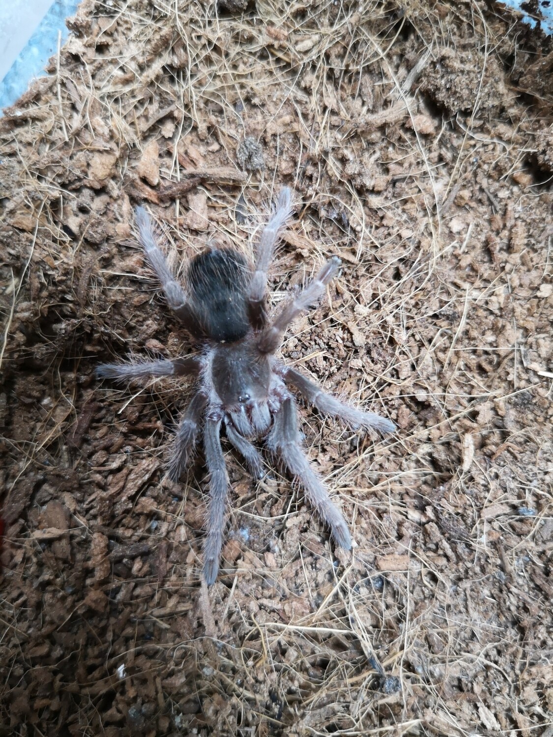 Nhandu carapoensis - Brazilian Red (0.5 - 1cm)