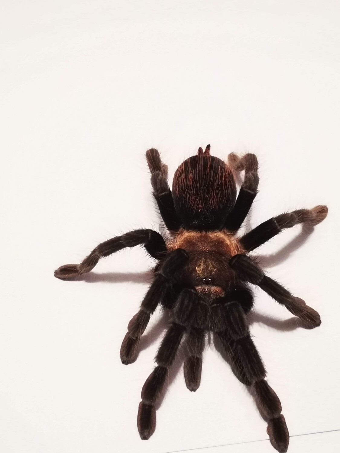 Tliltocatl kahlenbergi (1-2cm)