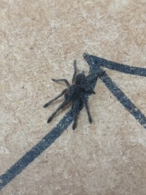 Chilobrachys sp Kaeng Krachan - Dark Earth Tiger (7-8cm)