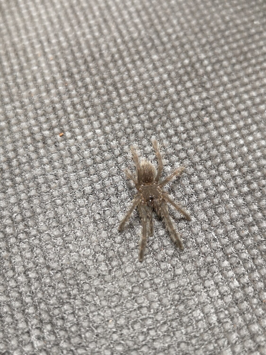 Chilobrachys Huahini - Asian fawn (1-2cm)