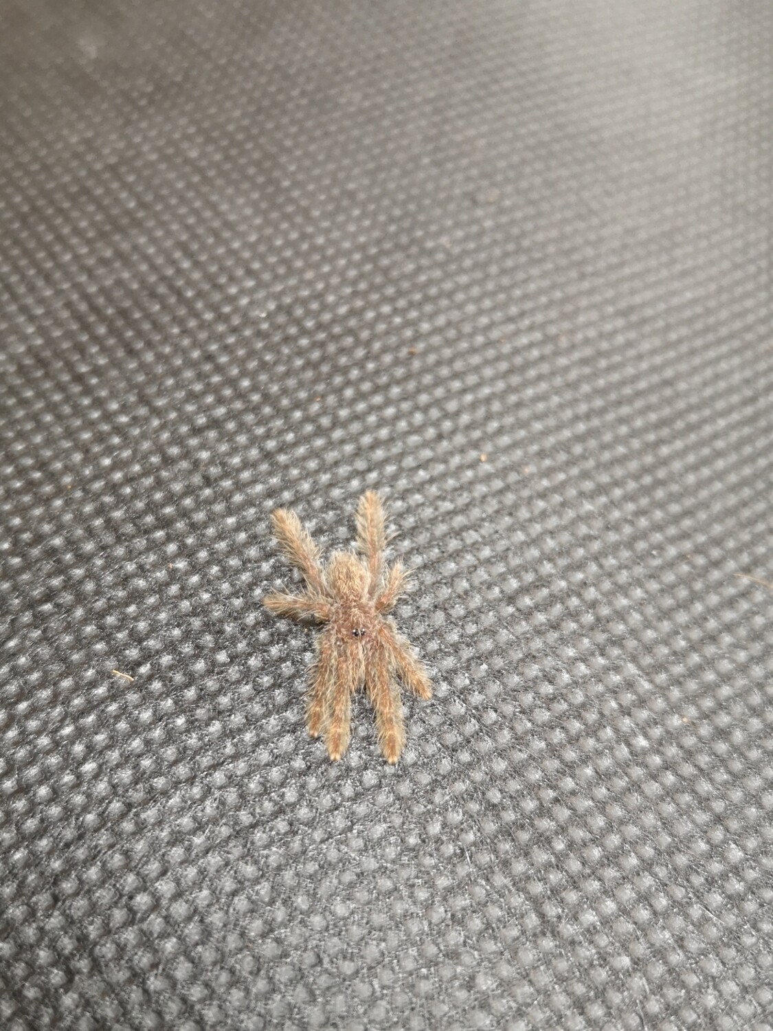 Stromatopelma Calceatum - Feather leg (1-2cm)