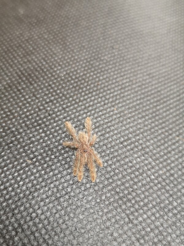 Stromatopelma Calceatum - Feather leg (1-2cm)