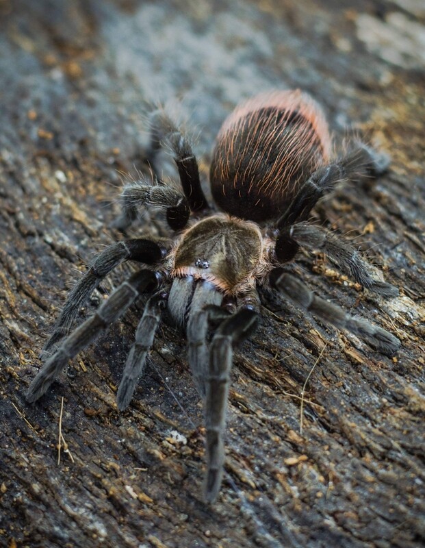Tliltocatl vagans - Mexican Redrump (5-6cm)