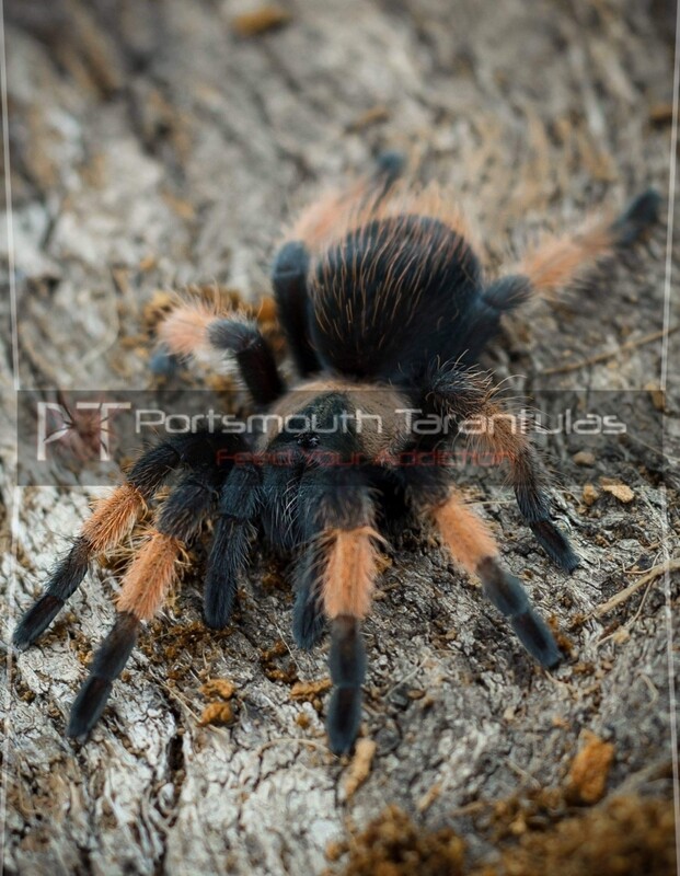 Brachypelma emilia - Mexican redleg (1cm)