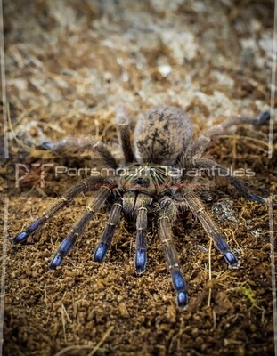 Idiothele mira - Blue Foot Baboon (1-2cm)