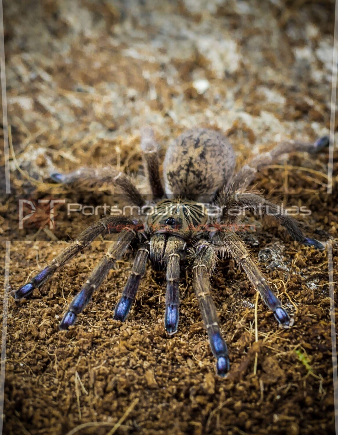 Idiothele mira - Blue Foot Baboon (1-2cm)
