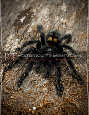 Psalmopoeus irminia - Suntiger tarantula (2-3cm)