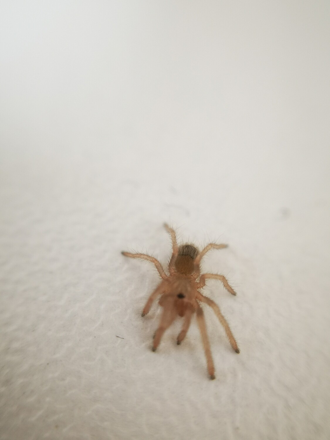 Neischnocolus sp. panama - Gold Banded Sunburst Dwarf (0.5 - 1cm)