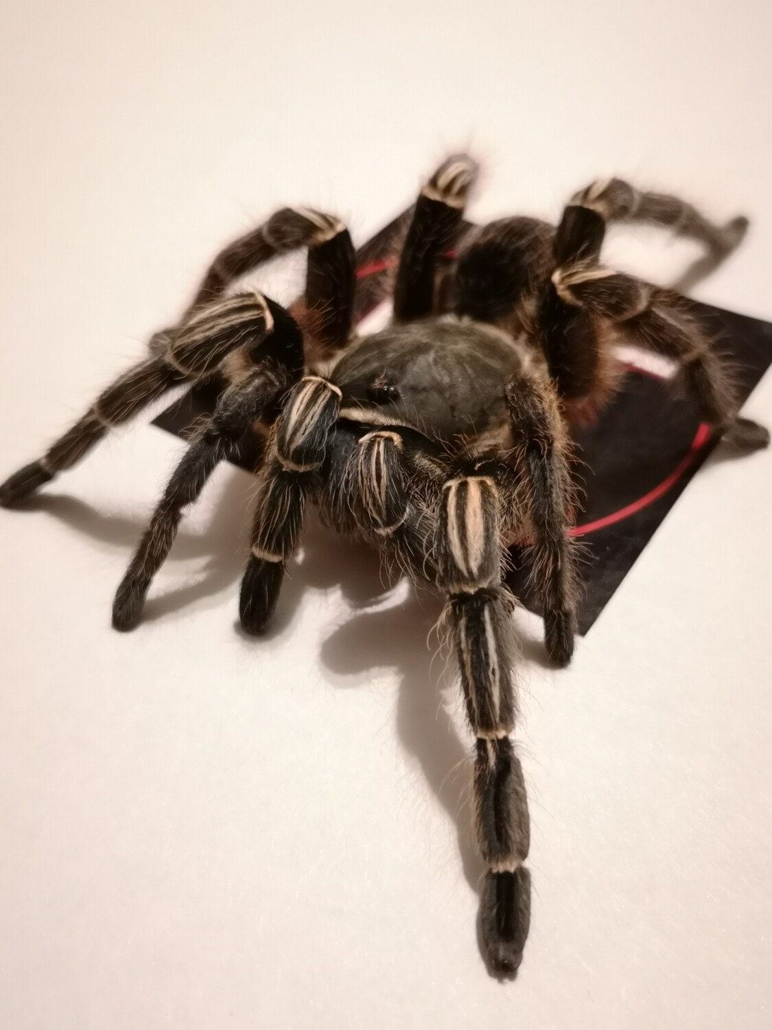 Aphonopelma seemanni - Costa Rican Zebra Leg Female   (11-12cm)