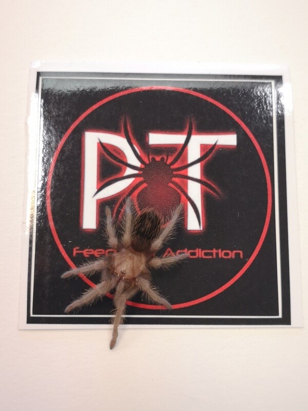 Brachypelma albiceps - Golden red rump (1-2cm)