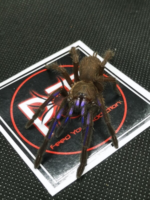 Chilobrachys natanicharum - Electric Blue Earthtiger (1-2cm)