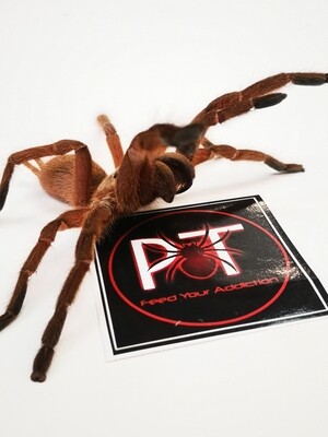 Chilobrachys Huahini - Asian fawn Female (10-11cm)