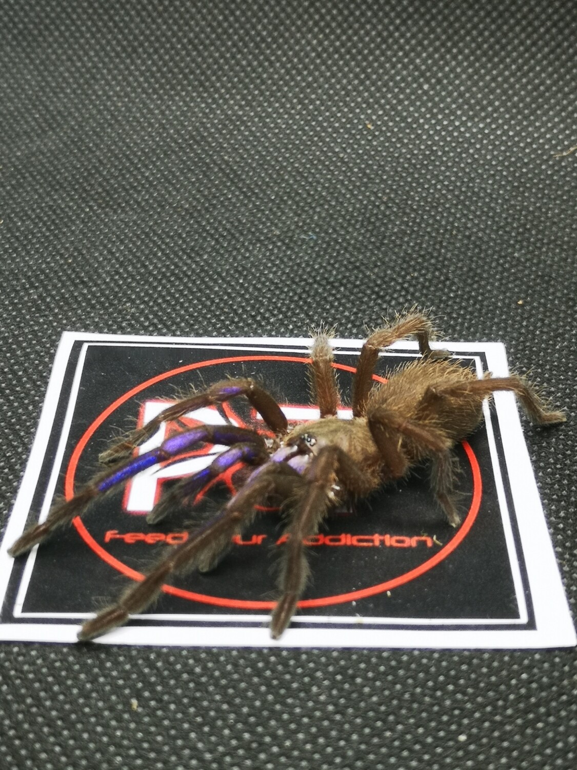 Chilobrachys natanicharum Electric Blue Earthtiger Male (6-7cm)