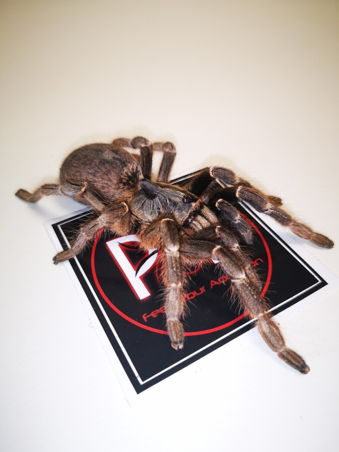 Ceratogyrus darlingi East African Horned Baboon Female (6-7cm)