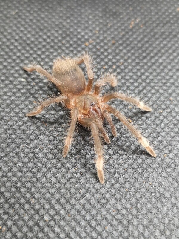 Sericopelma sp. 'Santa Catalina - Santa Catalina Birdeater (8-9cm)