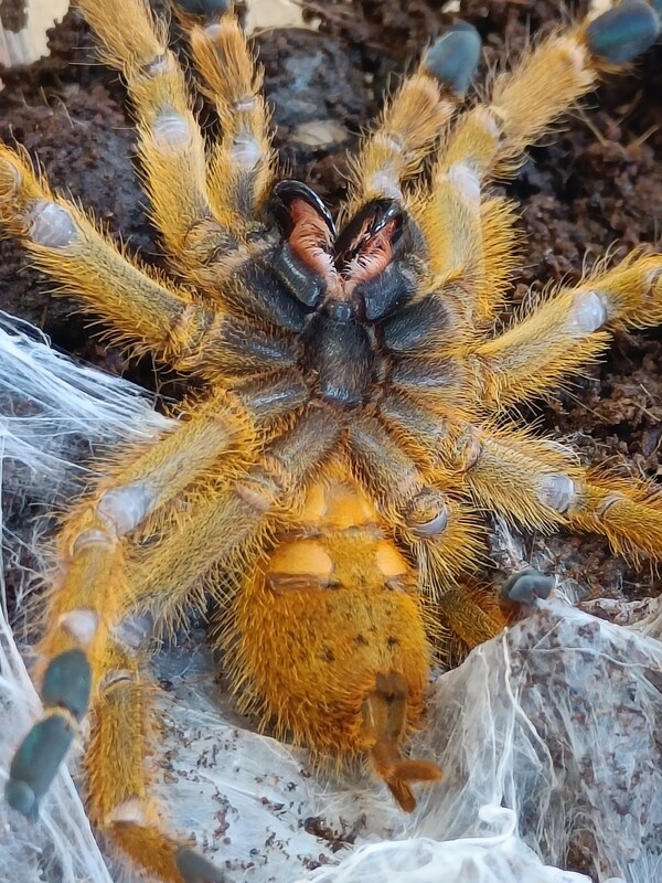 Pterinochilus murinus - OBT RCF (2-3cm)