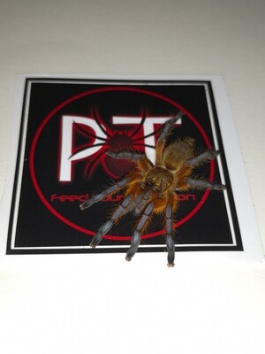 Harpactira pulchripes - Golden Blue Leg Baboon (7-8cm)