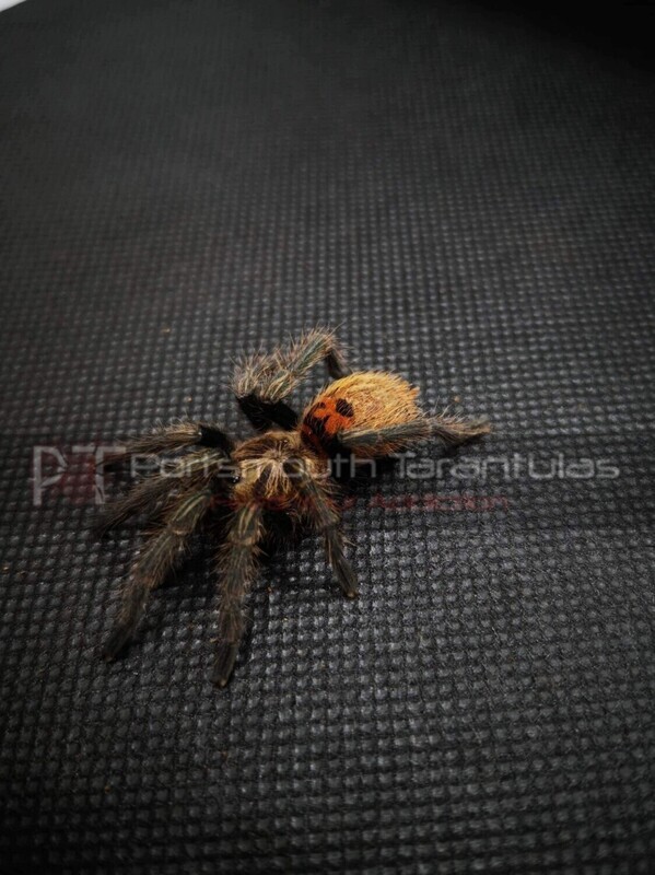 Chromatopelma cyaneopubescens - GBB (Green Bottle Blue) (7-8cm)