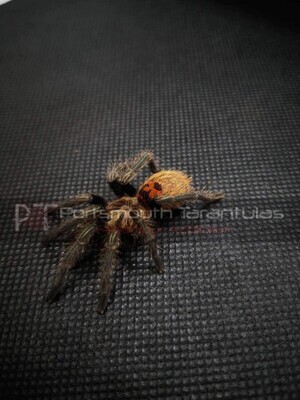 Chromatopelma cyaneopubescens - GBB Green Bottle Blue Sub/Adult Female (11-12cm)