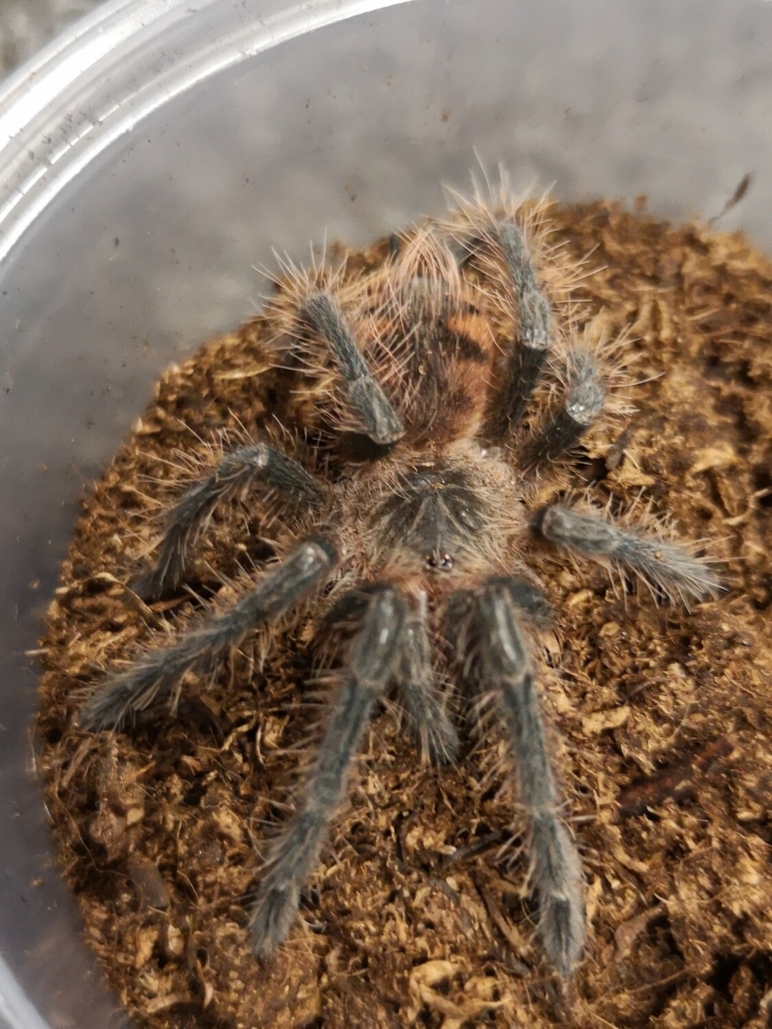 Pamphobeteus vespertinus - Red Bloom (4-5cm)