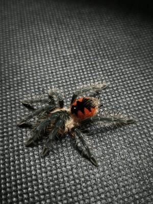 Pamphobeteus sp mascara - Mascara Birdeater (2-3cm)