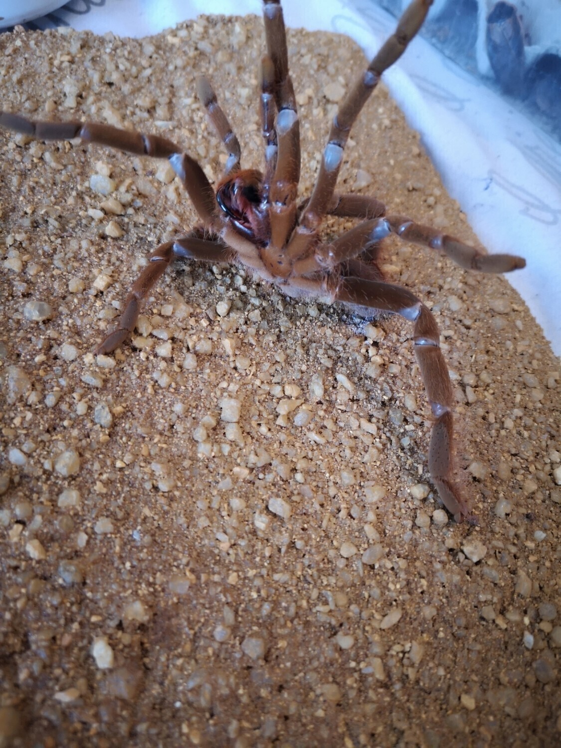 Hysterocrates gigas Cameroon Red Baboon Sub-Adult Female (13-14cm)