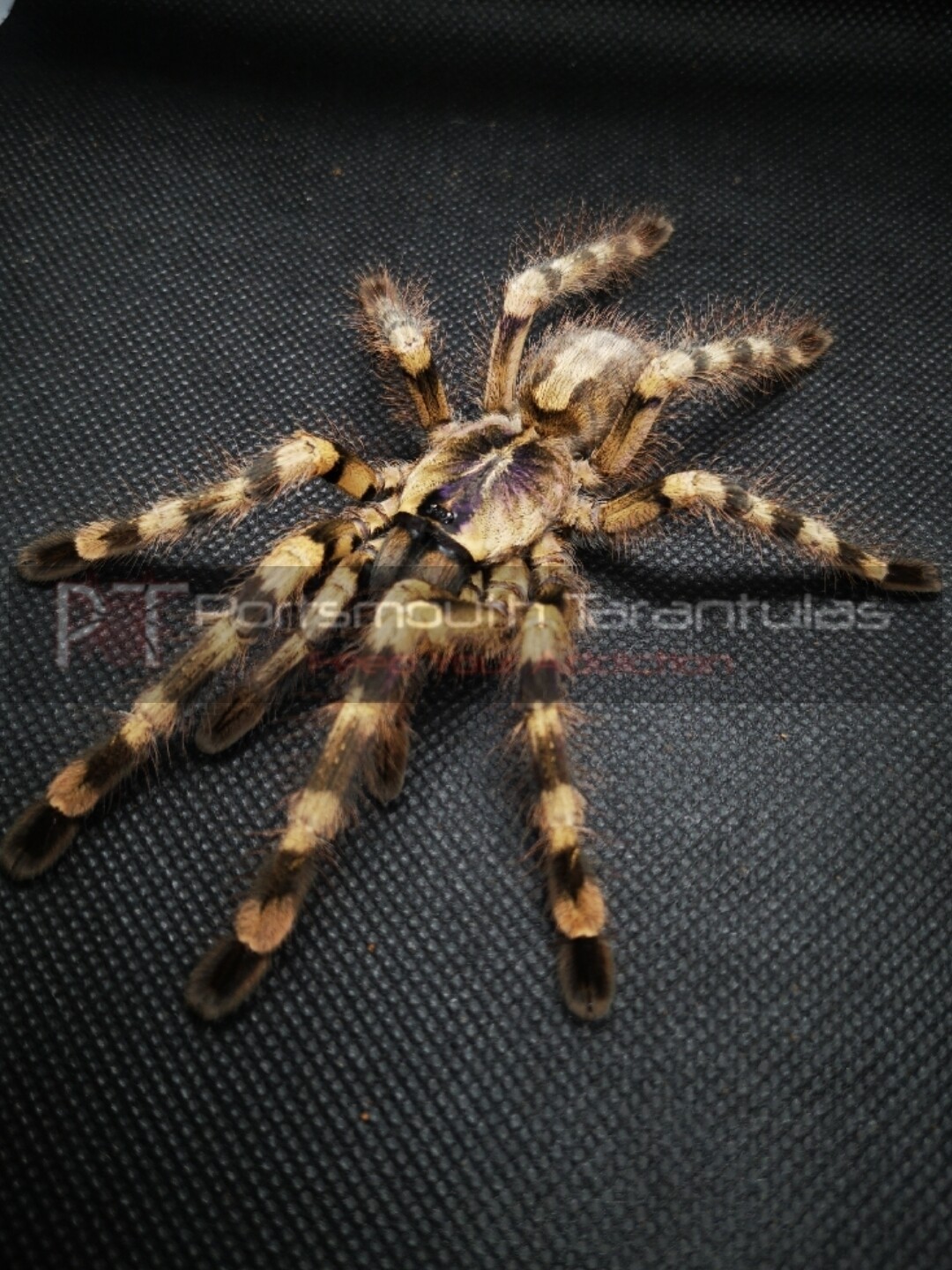Poecilotheria formosa Salem Ornamental (10-11cm) Female