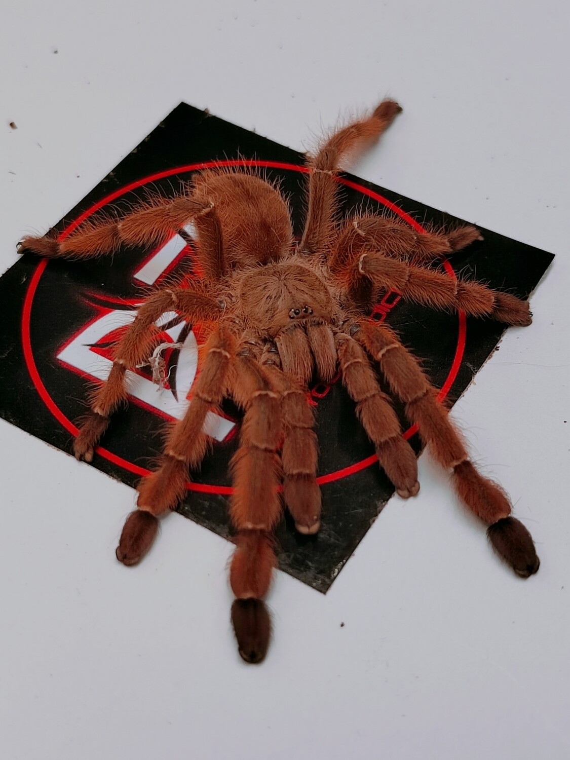 Phormingochilus sp rufus - Peach earth tiger (6-7cm)