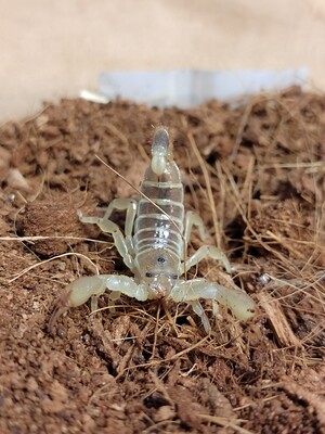 Scorpio maurus - Golden Desert Scorpion S/M
