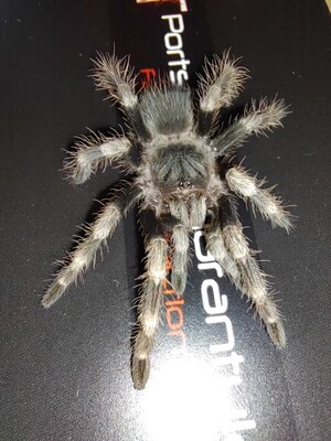 Nhandu coloratovillosus - Brazilian Black &amp; White Female (10-11cm)
