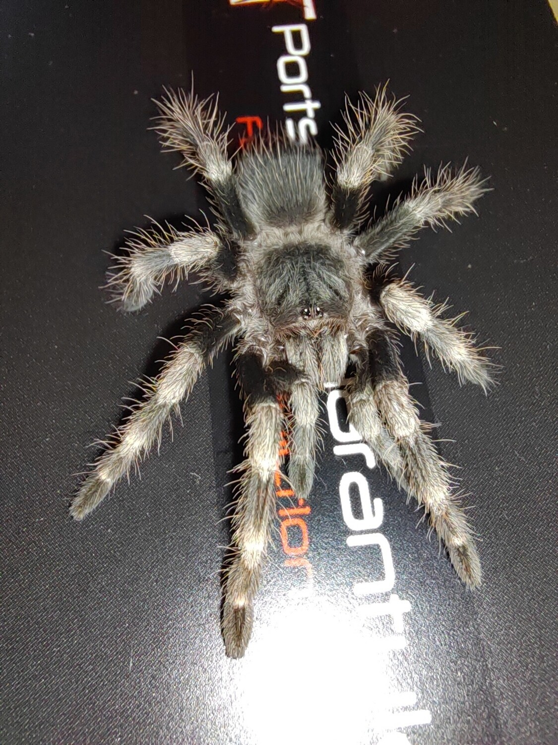 Nhandu coloratovillosus - Brazilian Black &amp; White Female (10-11cm)