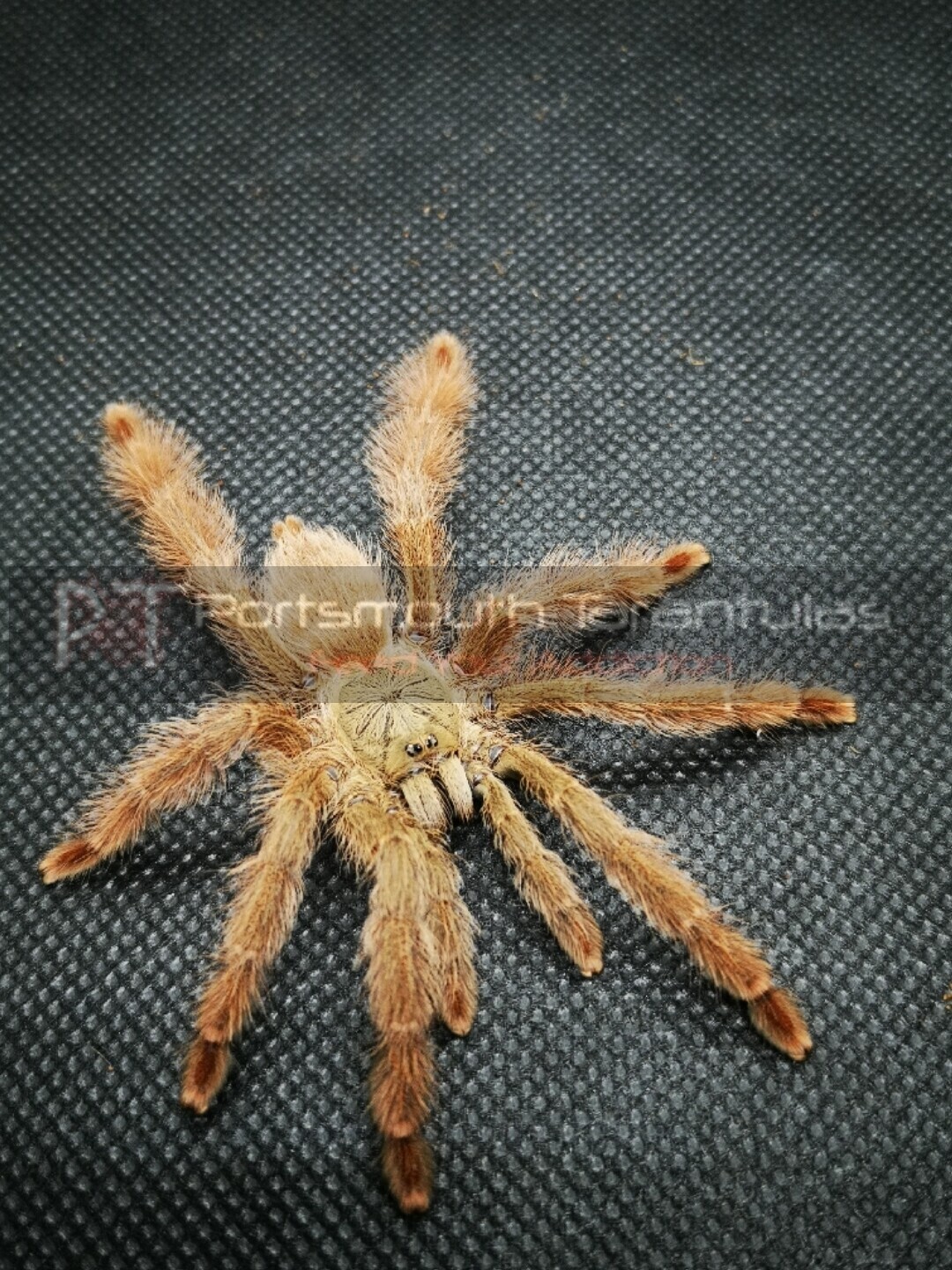 BULK DEAL X15 Amazonicus germania (Ex Pseudoclamoris gigas) Orange