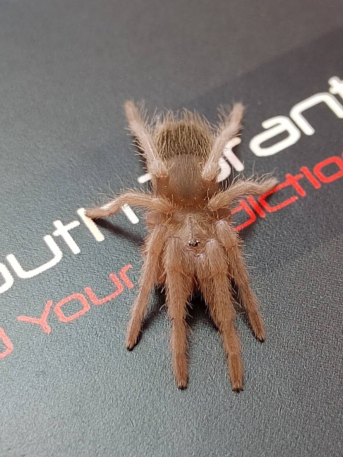 Lasiodora parahybana - Brazilian Salmon Pink (2-3cm)